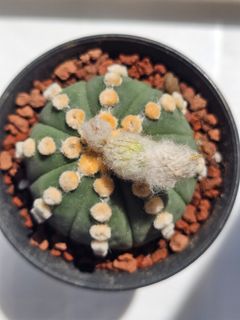 (Category: ) located in . Submitted by all4cactus (Listing ID 1452608194, Image 1). Description: .