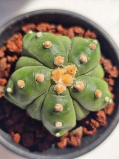 (Category: ) located in . Submitted by all4cactus (Listing ID 1452610651, Image 1). Description: .