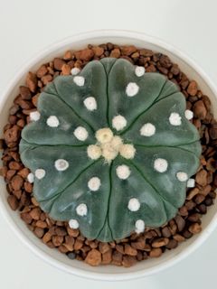 (Category: ) located in . Submitted by cactus.amplified (Listing ID 1452639501, Image 1). Description: .