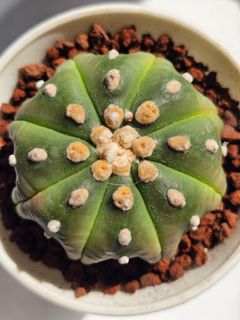 (Category: ) located in . Submitted by all4cactus (Listing ID 1452611474, Image 1). Description: .