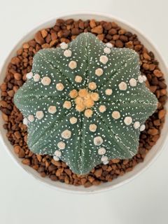(Category: ) located in . Submitted by cactus.amplified (Listing ID 1452642187, Image 1). Description: .