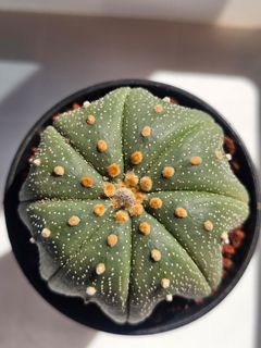 (Category: ) located in . Submitted by all4cactus (Listing ID 1452645417, Image 1). Description: .