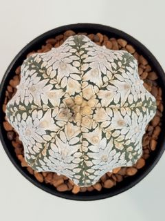Astrophytum 收藏品 2