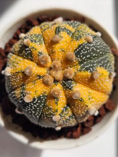 (Category: ) located in . Submitted by all4cactus (Listing ID 1452612820, Image 1). Description: .