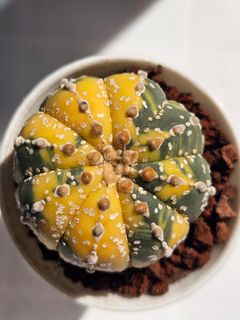 (Category: ) located in . Submitted by all4cactus (Listing ID 1452614652, Image 1). Description: .