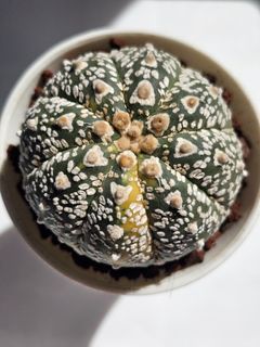(Category: ) located in . Submitted by all4cactus (Listing ID 1452644664, Image 1). Description: .