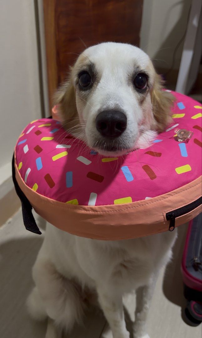 Donut Pet Collar for Dogs (Category: Homes & Other Pet Accessories) located in Rizal. Submitted by mdmlby (Listing ID 1452666071, Image 2). Description: - Cute donut-shaped collar for dogs - Soft and comfortable - Adjustable straps for a secure fit - Easy to clean - Used once - Medium to Large size.