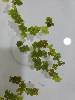 （分類：）位於 。 由 onwards_upwards 提交（商品編號 1452555246，圖片 1）。簡介： 。