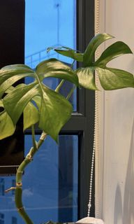 （分類：）位於 。 由 eudaimonia8 提交（商品編號 1451810348，圖片 1）。簡介： 。