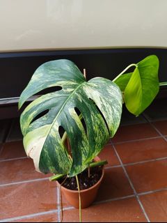 (Category: ) located in . Submitted by utaniaplants (Listing ID 1452605639, Image 1). Description: .
