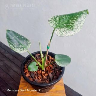 (Category: ) located in . Submitted by fatinaplants (Listing ID 1451698483, Image 1). Description: .
