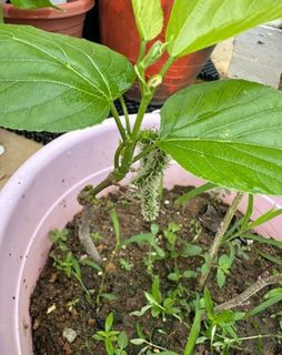 (Category: ) located in . Submitted by tinyforest (Listing ID 1452630840, Image 1). Description: .