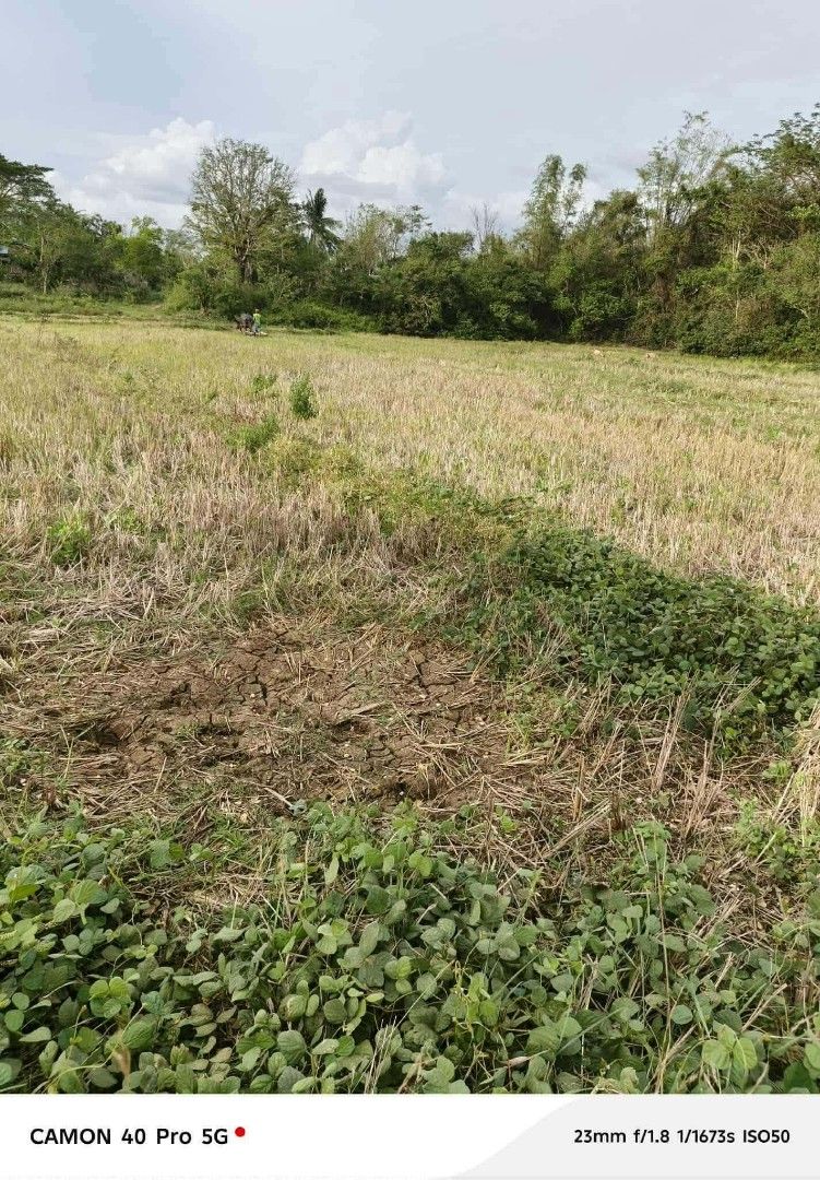 Pangasinan lot (Category: Lot) located in Manila. Submitted by mrm_online_shop17 (Listing ID 1452608724, Image 2). Description: Malapit sa beach 😍 10mins away only Dasol pangasinan📌 100 sqm minimum lot size Price per sqm starts 1,000 per sqm cash payments PRICES Kapag po installment 1,300per sqm back lot 1,500 per sqm middle lot 2,300 per sqm front lot PRICES Kapag po cash payment Back lot 1,000per sqm Middle lot 1,300 per sqm Front lot 2,000 p