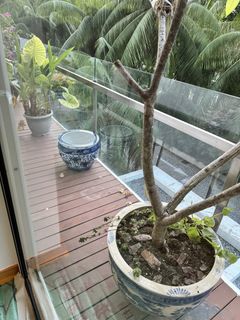 (Category: ) located in . Submitted by halimho (Listing ID 1452639179, Image 1). Description: .