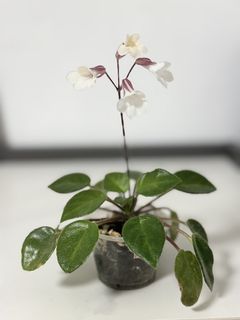 （分類：）位於 。 由 yc1668 提交（商品編號 1447427404，圖片 1）。簡介： 。