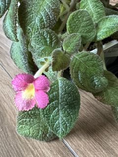 （分類：）位於 。 由 nblythe 提交（商品編號 1447363415，圖片 1）。簡介： 。