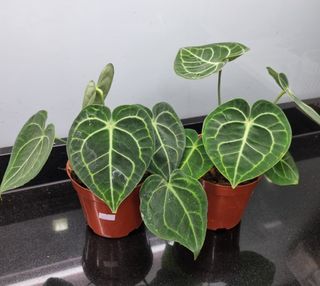 (Category: ) located in . Submitted by hmflowers (Listing ID 1447402765, Image 1). Description: .