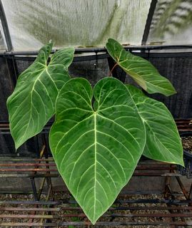(Category: ) located in . Submitted by plantsnp (Listing ID 1445909661, Image 1). Description: .