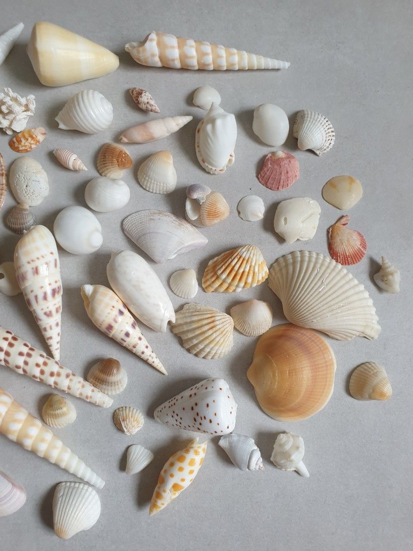 Assorted Seashells (Category: Craft Supplies & Tools) located in Singapore. Submitted by siewyim27 (Listing ID 1447344284, Image 3). Description: .