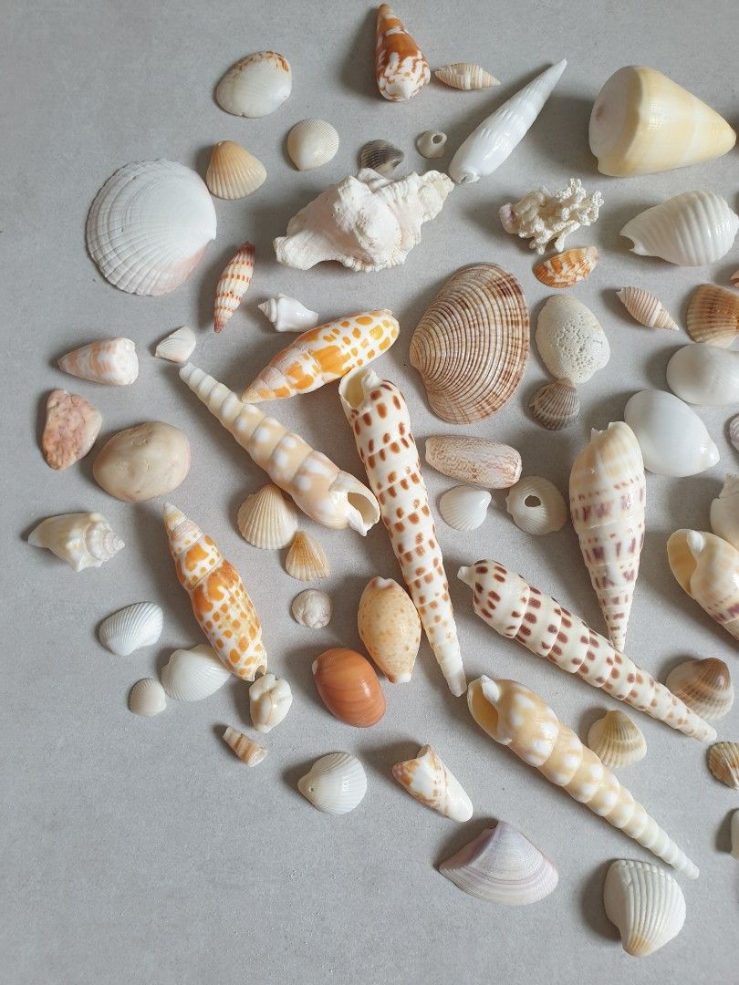 Assorted Seashells (Category: Craft Supplies & Tools) located in Singapore. Submitted by siewyim27 (Listing ID 1447344284, Image 2). Description: .