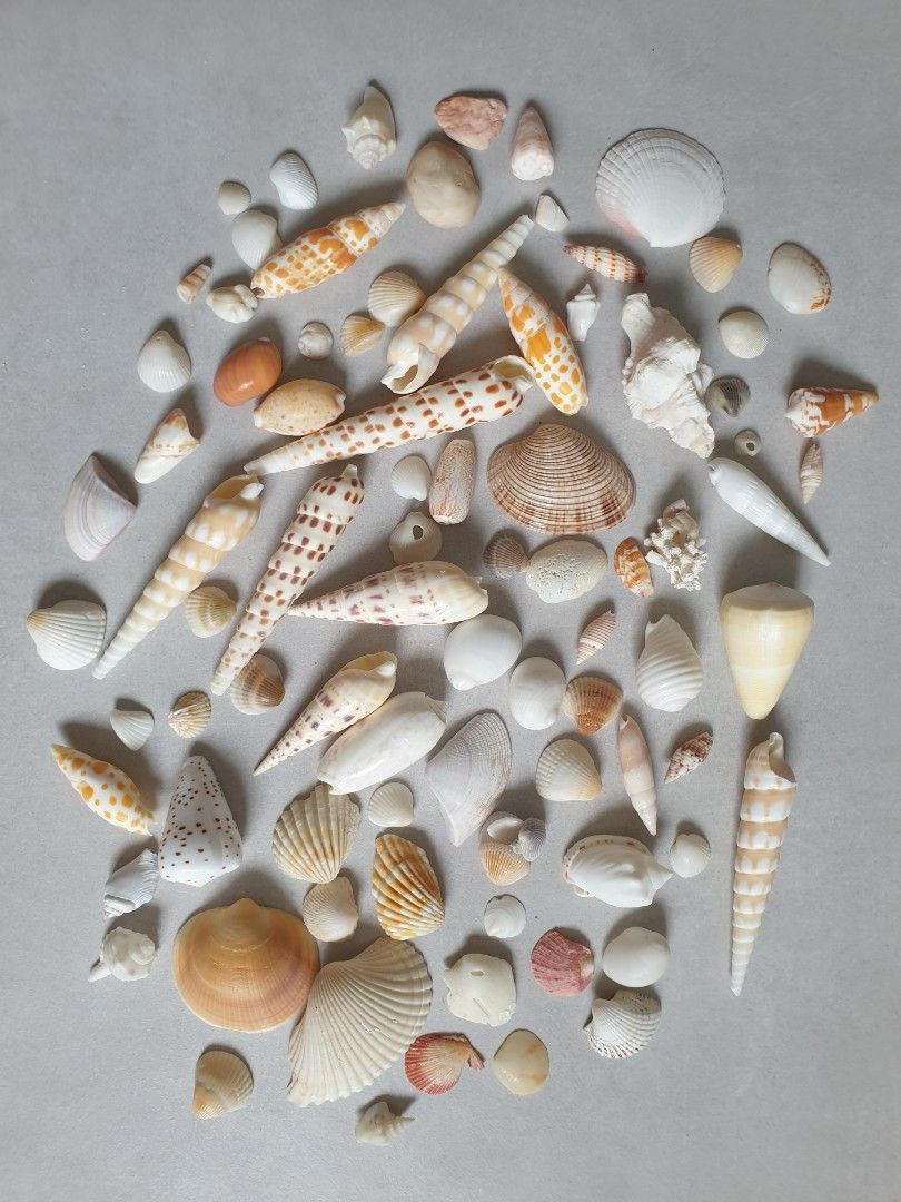 Assorted Seashells (Category: Craft Supplies & Tools) located in Singapore. Submitted by siewyim27 (Listing ID 1447344284, Image 1). Description: .