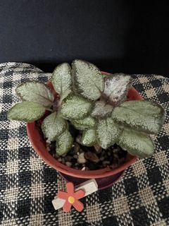 （分類：）位於 。 由 nblythe 提交（商品編號 1447371307，圖片 1）。簡介： 。
