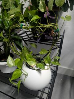 (Category: ) located in . Submitted by pipieee (Listing ID 1447403601, Image 1). Description: .