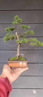 Bonsai Collection item 1