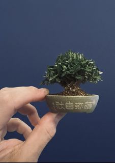 (Category: ) located in . Submitted by victorbonsai (Listing ID 1447410124, Image 1). Description: .