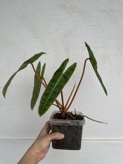 (Category: ) located in . Submitted by plantcaoshumu (Listing ID 1447377892, Image 1). Description: .