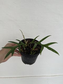(Category: ) located in . Submitted by plantcaoshumu (Listing ID 1447377994, Image 1). Description: .