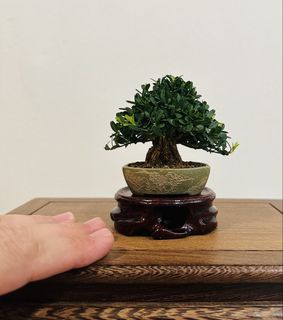 (Category: ) located in . Submitted by victorbonsai (Listing ID 1447404574, Image 1). Description: .