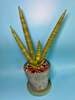 （分類：）位於 。 由 ltplants 提交（商品編號 1433258834，圖片 1）。簡介： 。