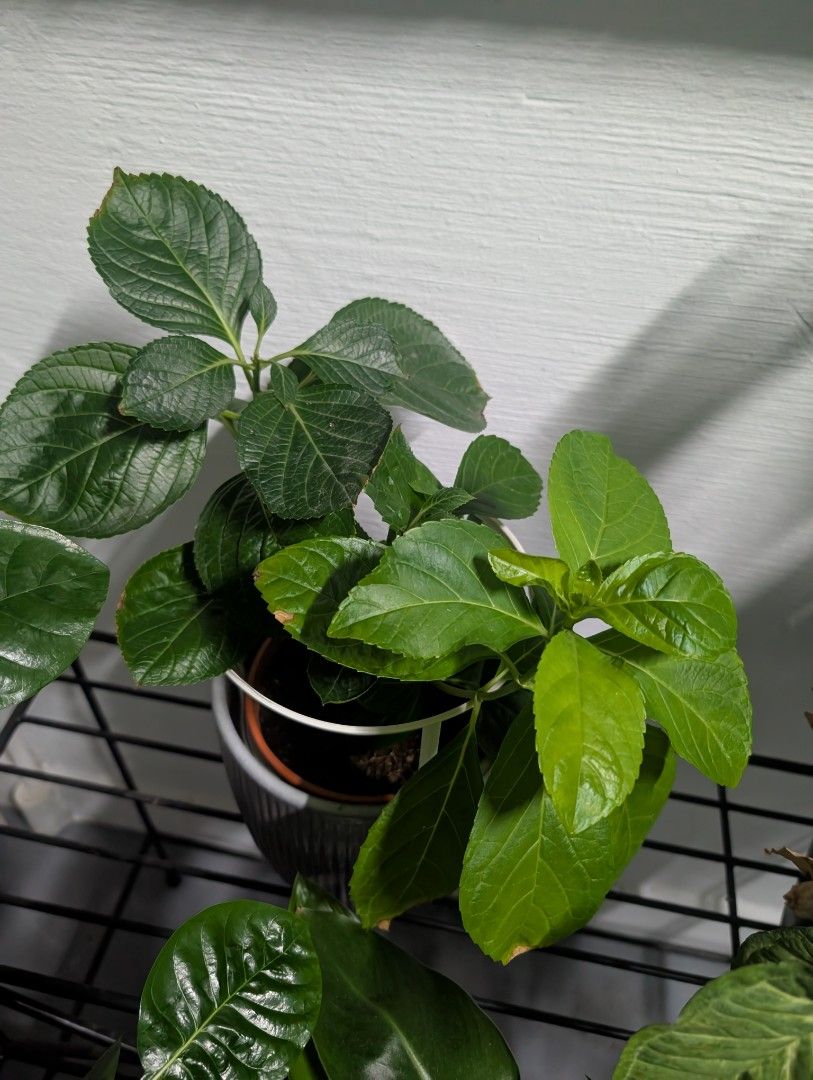 Small hydrangea (Category: Plants & Seeds) located in Singapore. Submitted by pipieee (Listing ID 1447404884, Image 1). Description: - Small hydrangea plant - Healthy and well-maintained - Adds a touch of nature to any space - Ideal for plant enthusiasts collection only .