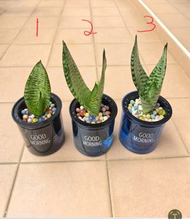 (Category: ) located in . Submitted by sbsmrt (Listing ID 1447330140, Image 1). Description: .