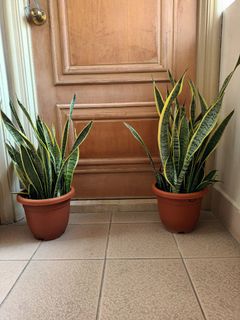 (Category: ) located in . Submitted by unclegao (Listing ID 1447372066, Image 1). Description: .