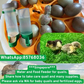 (Category: ) located in . Submitted by aboutlifelife (Listing ID 1447428964, Image 1). Description: .
