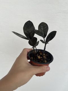 (Category: ) located in . Submitted by plantcaoshumu (Listing ID 1447378217, Image 1). Description: .