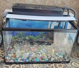 (Category: ) located in . Submitted by bengalits (Listing ID 1452739538, Image 1). Description: .