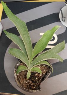 （分類：）位於 。 由 shoutou 提交（商品編號 1452734942，圖片 1）。簡介： 。