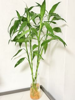（分類：）位於 。 由 yc1668 提交（商品編號 1452878583，圖片 1）。簡介： 。