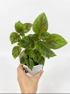 （分類：）位於 。 由 greennook 提交（商品編號 1452793298，圖片 1）。簡介： 。