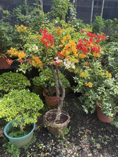(Category: ) located in . Submitted by fruityflorist (Listing ID 1452708340, Image 1). Description: .