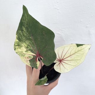 (Category: ) located in . Submitted by danichan_foliage (Listing ID 1452717110, Image 1). Description: .