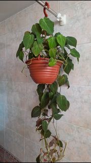 (Category: ) located in . Submitted by geophagus (Listing ID 1452835838, Image 1). Description: .