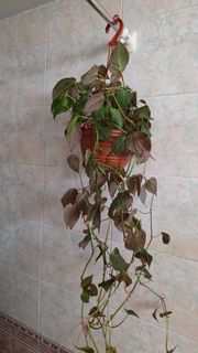 (Category: ) located in . Submitted by geophagus (Listing ID 1452835838, Image 1). Description: .