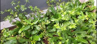 (Category: ) located in . Submitted by growinggreens (Listing ID 1452721728, Image 1). Description: .