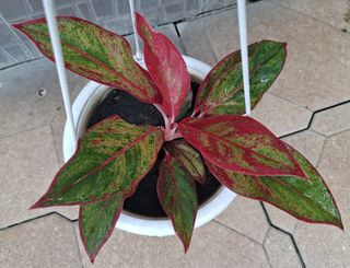 (Category: ) located in . Submitted by carlalily (Listing ID 1452781176, Image 1). Description: .