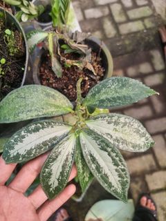 (Category: ) located in . Submitted by sindo.sg (Listing ID 1452874746, Image 1). Description: .