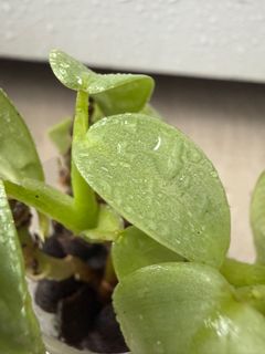 （分類：）位於 。 由 lovesaladforever 提交（商品編號 1452881586，圖片 1）。簡介： 。